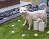 Всемирный день памяти домашних животных: 4 самых известных любимца, которые ушли в мир иной