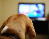 Хозяйка не была готова увидеть, что смотрит по телевизору пес, когда ее нет дома