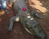 В Индии крокодила-долгожителя пришли хоронить 500 человек