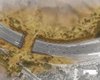 Самый крупный в мире переход через автостраду: животные смогут безопасно пройти 10 полос (видео)
