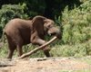 Дикие африканские слоны делают себе смузи из лечебных растений