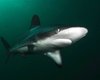 Самые безобидные акулы в мире впервые в истории съели пловца: что сделало их агрессивными