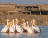 На Каховском водохранилище заметили стаю пеликанов: они вернулись, несмотря на войну (видео)