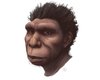 Открыто недостающее звено в эволюции человека: Homo bodoensis