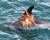 В океані відбувається щось дивне: восьминога, який катається верхи на дельфіні, зняли на відео