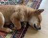 Ілон Маск показав своє цуценя шіба-іну: криптовалюта Shiba Floki злетіла в ціні (фото)