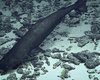 Быстро растет и медленно стареет: в самых глубоких частях океана скрывается странный хищник