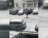 Столицу Новой Зеландии впервые за 15 лет засыпало снегом: люди катаются на лыжах прямо по улицам