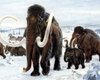 Ученые определили родину мамонта