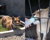 "Отдам в хорошие руки": житель Краматорска продает тигрицу и львицу за 1000 грн