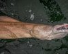 "Годзилла, вторая стадия": рыбак вытащил из воды огромного монстра с зубами мурены (фото)