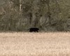 "Міфічний" хижак: чоловік зіткнувся із загадковою чорною істотою в полі (фото)