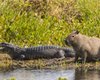 Самые дружелюбные животные в мире: почему крокодилы не нападают на капибар (видео)