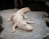 Король Сан-Франциско пал: знаменитый аллигатор-альбинос умер в возрасте 30 лет