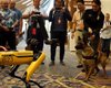 Робопес от Boston Dynamics поиграл с настоящей собакой