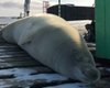 Станцию ​​"Академик Вернадский" посетил 200-килограммовый тюлень-крабоед