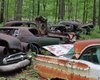 Раритеты в лесу: в США обнаружили огромное кладбище ретро-авто (фото, видео)