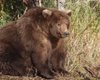 На Аляске ищут самого толстого медведя: кому удастся набрать большую массу в преддверии спячки