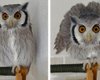 Сова увидела изменение прически хозяина: реакция птицы стала вирусной (видео)