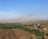 Казнь библейская: регионы РФ накрыли тучи саранчи (видео)
