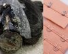 В США для раненых черепах собирают застежки от бюстгальтеров