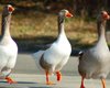 Биологи раскрыли секрет морозоустойчивости гусей