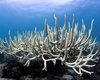 В океане найден коралл с секретом: поможет защитить рифы от вымирания на закипающей Земле