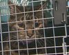 Из-за кота, забравшегося в кабину пилота, задержали рейс канадской авиакомпании