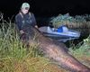 "Самая большая в истории": мужчина вытащил из реки рекордную рыбу длиной 2,4 метра (фото)