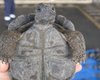 С Галапагосских островов пытались вывезти контрабандой полный чемодан черепах