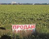 Осторожно, рынок открывается. Какие проблемы ожидают украинцев при купле-продаже сельхозземли
