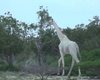 Последнего в мире белого жирафа будут охранять со спутника (видео)
