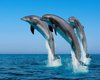 Полторы тысячи назойливых дельфинов устроили погоню за горбатым китенком с матерью