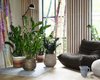 Комнатные растения очищают воздух: ученые рассказали, сколько цветов должно быть в доме