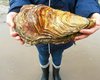 Во Франции показали устрицу-гиганта весом более 2 кг (фото)