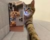 "Ждем коллабы с Патроном!": самый известный кот-блогер Степан вернулся в Украину