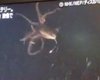 В Японии впервые сняли на видео гигантского кальмара на глубине океана