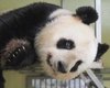 Во Франции родится вторая панда в истории страны: медведица из Китая снова беременна