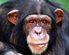 В Уганде шимпанзе устроили геноцид более мелким приматам