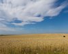 Найдавніші свідчення серед усіх знайдених: тепер ми знаємо, де з'явилася пшениця (фото)