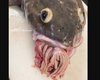 Проглотившая крошку Ктулху. Рыбак показал жуткие фото рыбы со странным пучком, торчащим изо рта (фото)