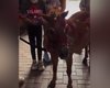Дети под Полтавой раскрашивали живых пони: в сети гремит скандал (видео)
