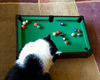 Четвероногий профи: кот показал мастер-класс по игре на мини-бильярдном столе (видео)