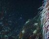 Токсичные частицы проникли в самые глубокие части океана: обнаружены на глубине 2 км (фото)