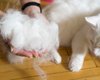 Какие породы кошек линяют больше всех, и что с этим делать