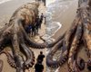 Проверка фактов: настоящий ли гигантский осьминог, выброшенный на популярный пляж (фото)