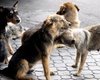 В Киеве насчитывается около 30 тысяч бездомных собак