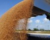 Украина стала основным поставщиком пшеницы в страны ЕС