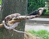 Гуляла две недели: в Луцке сняли с дерева змею, сбежавшую из домашнего террариума (фото)