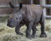 В США впервые родился носорог, зачатый искусственным путем